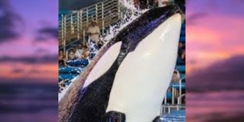 Kamea nació en 2013 en