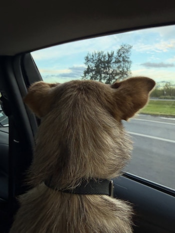 Vista posterior de la cabeza de un perro de pelaje castaño mirando por la ventanilla de un automóvil hacia una carretera
