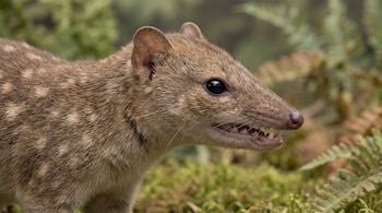 Primer plano lateral de Miyumba chrisdickmani, marsupial de pelaje marrón claro con manchas, ojos negros y hocico puntiagudo. Se aprecian sus dientes. Fondo verde difuminado.