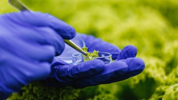 Día Internacional de la Sanidad Vegetal – Sanidad Vegetal – Perú – noticias – 11 mayo