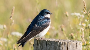 Pájaro golondrina de dorso azul oscuro y pecho blanco posado sobre un poste de madera con fondo verde y amarillo borroso.
