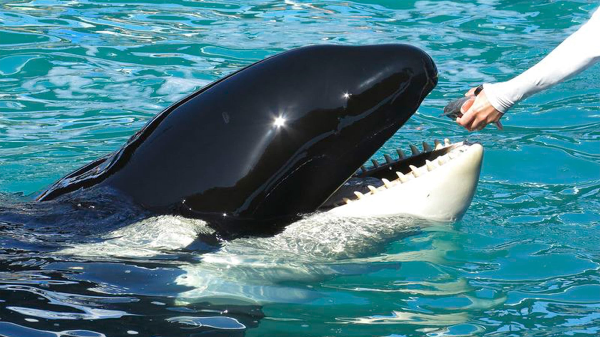 La orca llamada Lolita es alimentada con un pez por un entrenador durante un espectáculo en el Miami Seaquarium. (REUTERS/Andrew Innerarity)