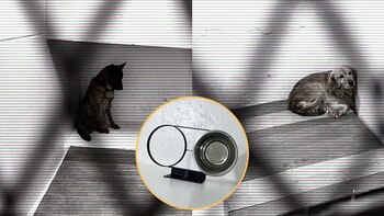 Los animales vivirían en condiciones