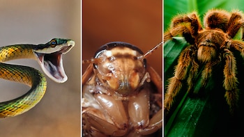 ¿Cuál de estos tres da