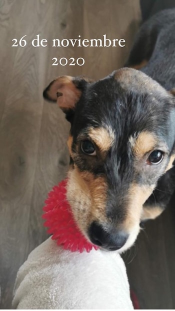 La canina ya había sufrido