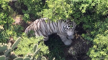 Un tigre blanco de pelaje claro con rayas oscuras y ojos azules camina entre arbustos y cactus.