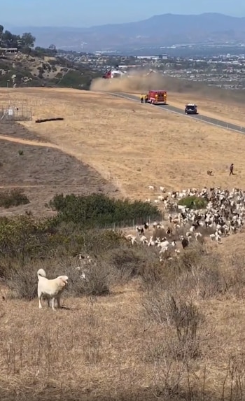 Un perro pastor de pie sobre pasto seco, un rebaño de cabras, un helicóptero levantando polvo, una ambulancia, un vehículo oscuro y una carretera