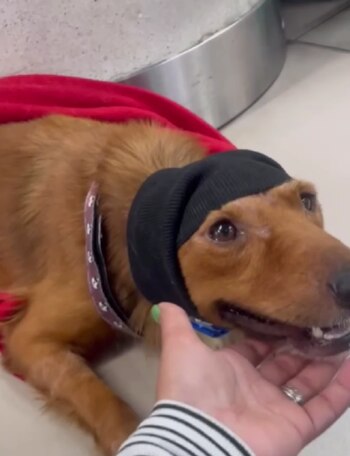 La fundación tuvo que pagar