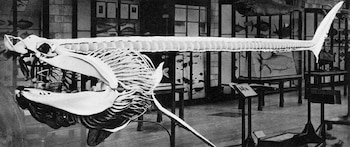 Fotografía en blanco y negro de una estructura ósea alargada con mandíbula grande, expuesta en un museo con vitrinas al fondo