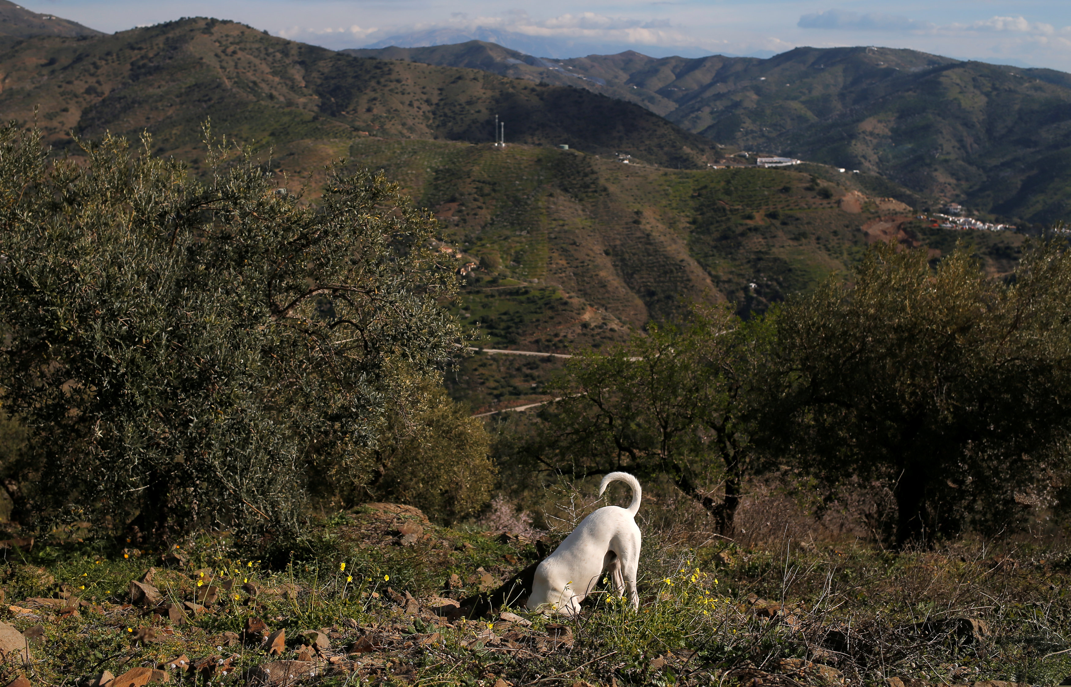 A dog named Micky, 5,