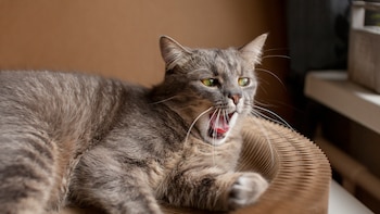 El ruido que hace tu gato no es normal: si escuchas este sonido, tienes que llevarlo al veterinario