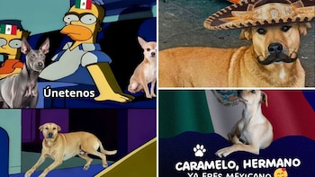 Memes estallan tras reconocer al “perro caramelo” como raza mexicana