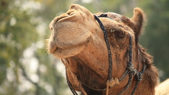 Descubren que 20 camellos fueron