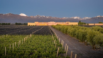 El único vino argentino entre los 50 mejores del mundo según un certamen internacional