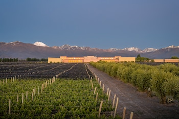 Amplia vista de un viñedo con vides jóvenes en hileras, un edificio horizontal con ventanas brillantes, y montañas nevadas bajo un cielo azul claro