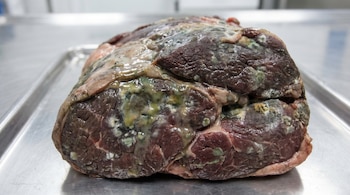 Primer plano de un trozo de carne cruda en avanzado estado de descomposición con moho verde, blanco y oscuro, sobre una superficie metálica brillante.