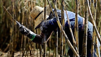 ¿Otro paro agrario en camino? La caída global del azúcar pone contra las cuerdas a los productores peruanos