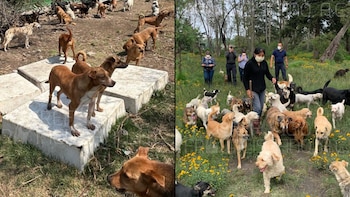 El Refugio Franciscano acusa a