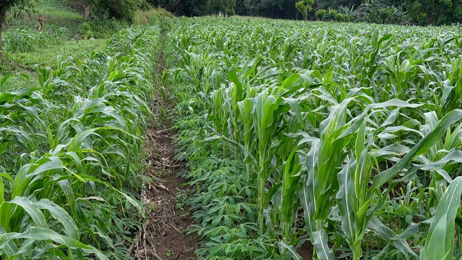 El Gobierno proyecta que el 100% de la semilla de frijol utilizada en Honduras se produzca en el país el próximo año.