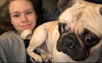 Patrick el pug méxico 2-25-2020