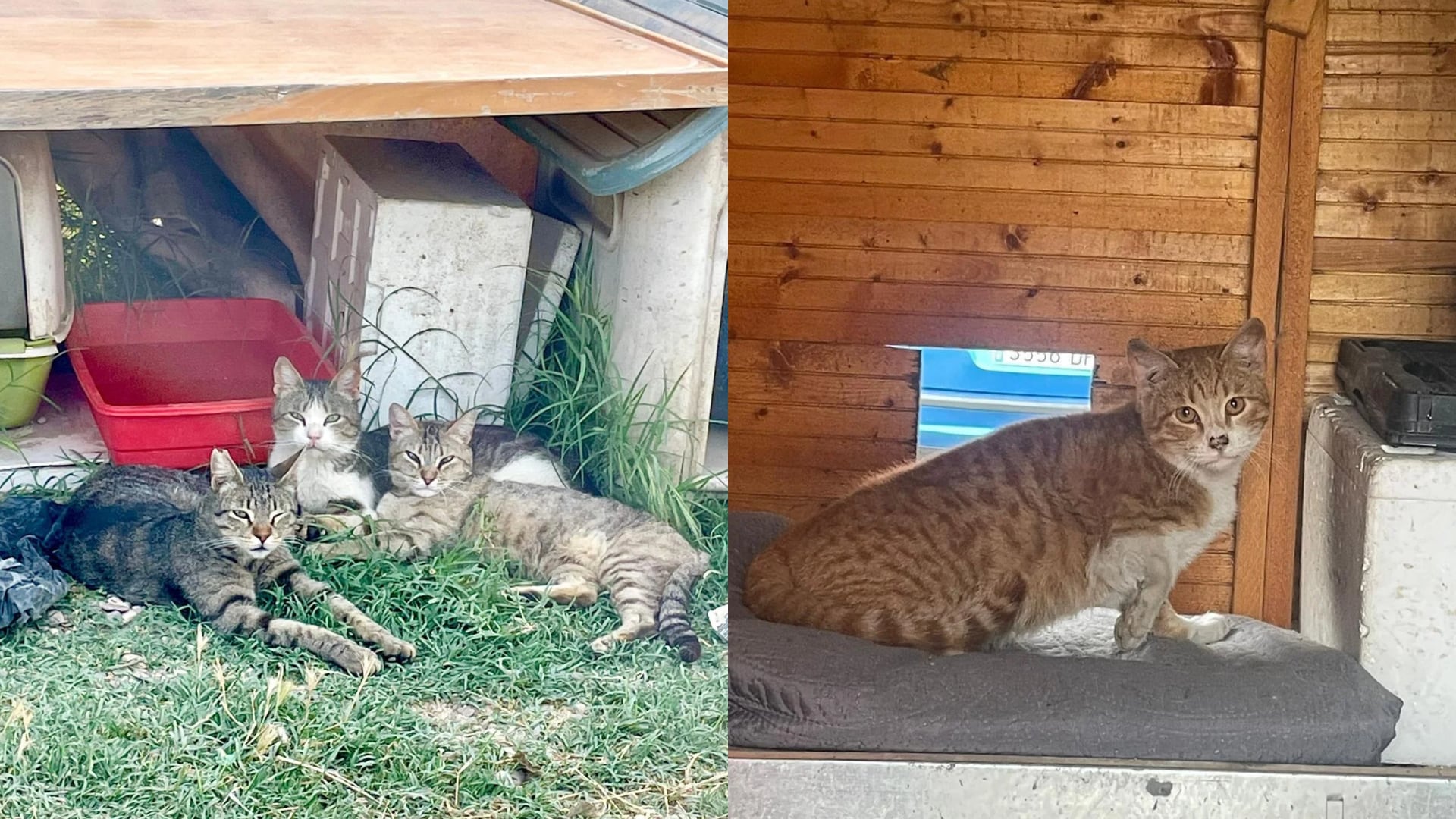 Gatos de la colonia de Leganés custodiada por Ayúdanos a Ayudar Gatos. (José Enriquez/Cedida)