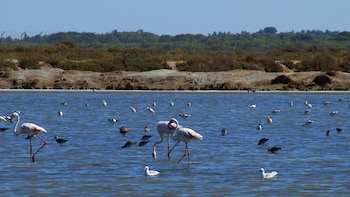 Marismas del Guadalquivir (Wikimedia Commons)