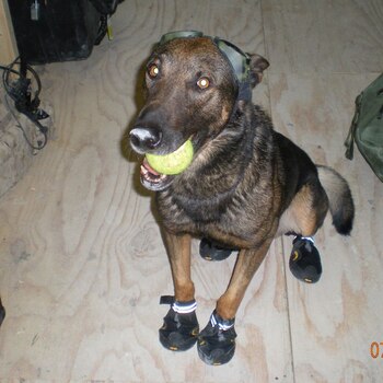 Su controlador explicó que al