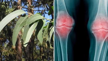 Esta es la hierba aromática