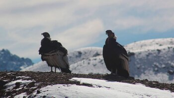 cóndores Aconcagua