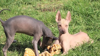 ¿Cuántas razas de perro son