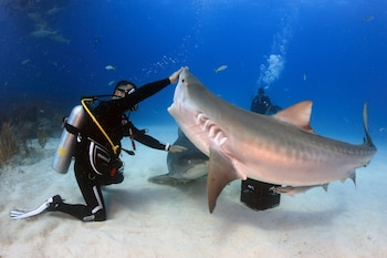 El experto en tiburones y