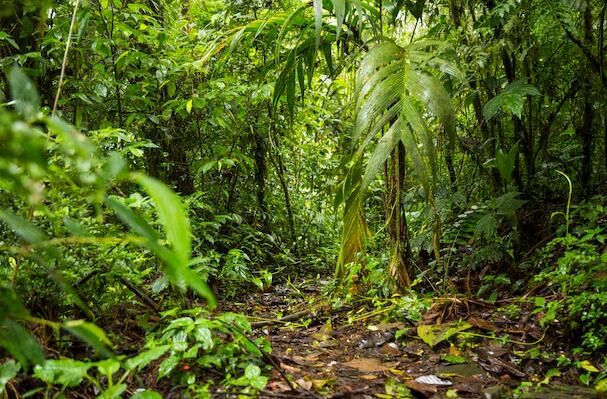Los mecanismos de ajuste de los árboles ofrecen resistencia temporal ante el estrés hídrico (Freepik)