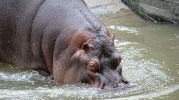 Hipolito tenía casi 26 años.
