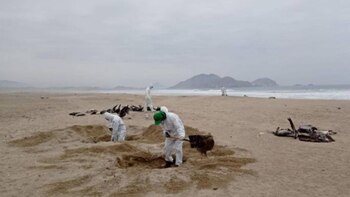 Lobos marinos muertos en puerto