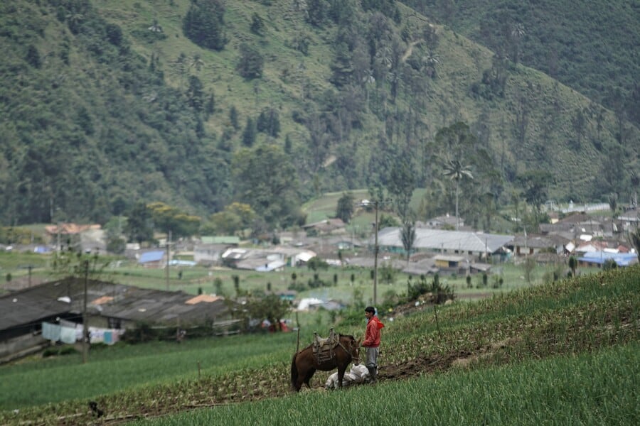 Trabajo agrícola en Colombia - crédito Sergio Acero/Colprensa