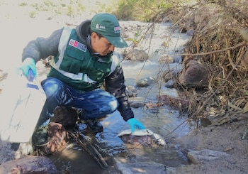 Evaluación incluye recorridos aguas arriba y aguas abajo y zonas de piscigranjas afectadas. Difusión