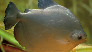 Estudios pioneros del IIAP permiten