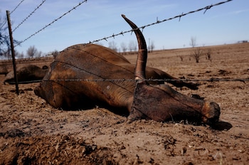 Una vaca muerta, de color marrón oscuro y con marcas de quemaduras, yace en el suelo seco y agrietado, detrás de un alambre de púas, bajo un cielo azul claro