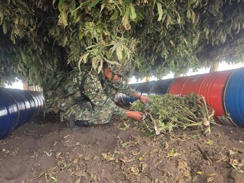 en la vereda Potrerito, municipio de Toribío, soldados del Batallón de Operaciones Terrestres N.° 12 localizaron y destruyeron dos sistemas artesanales de secado usados para producir marihuana tipo exportación - crédito Ejército Nacional