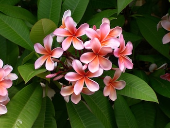 Plumeria (Pxhere)