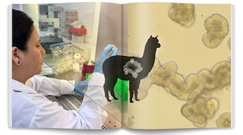 Una investigadora en laboratorio trabaja junto a la silueta de una alpaca y una vista microscópica de estructuras celulares.