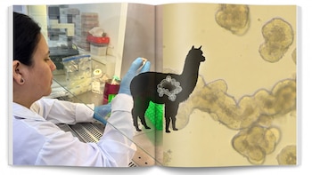 UNMSM desarrolla por primera vez “miniintestinos” de alpaca en laboratorio para estudiar enfermedades digestivas de la especie