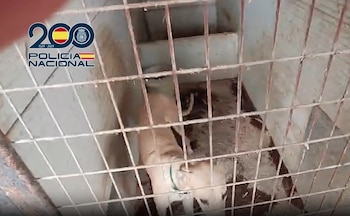 Uno de los perros rescatados en la finca intervenida por la Policía Nacional. (Policía Nacional/Europa Press)