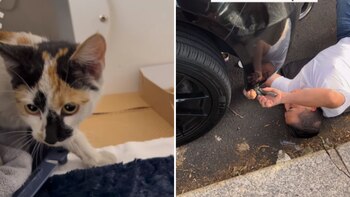 El felino logró adaptarse rápido