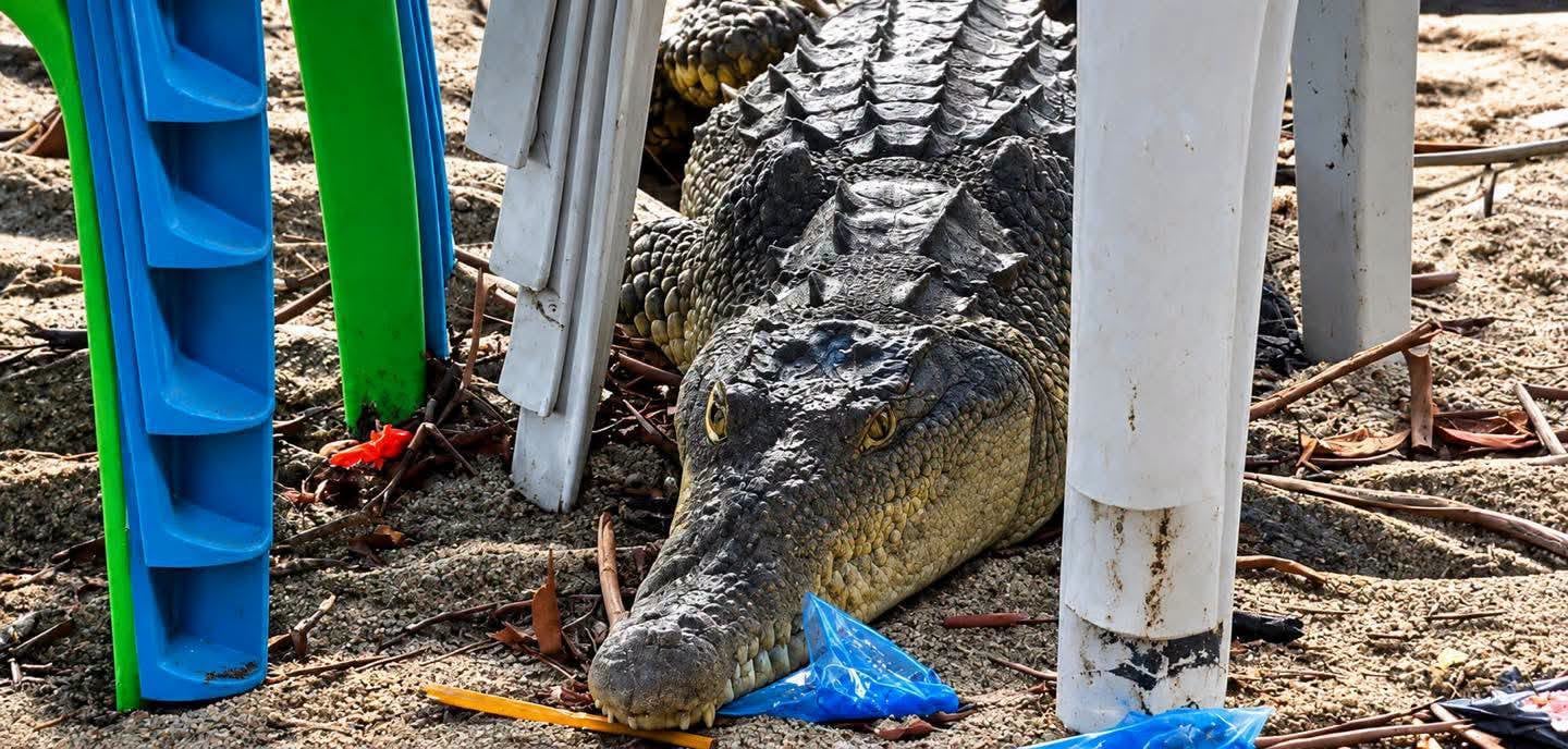 (Foto cortesía Observadores de Fauna El Salvador)