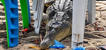 (Foto cortesía Observadores de Fauna El Salvador)