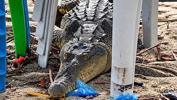 Cocodrilo sorprende en playa salvadoreña al “esconderse” bajo unas sillas de descanso; autoridades tuvieron que intervenir