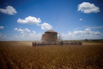 "Seguramente vamos a tener un cambio en la política cambiaria. Hay que esperar hasta la tarde”, opinan en el sector agrario (REUTERS/Adriano Machado)