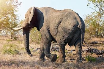 Elefante africano de perfil posterior camina sobre terreno seco rodeado de arbustos y árboles bajos bajo la luz del sol