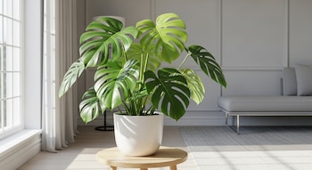 Una planta monstera con grandes hojas verdes en una maceta blanca redonda sobre un taburete de madera, frente a una ventana, en una sala gris moderna.